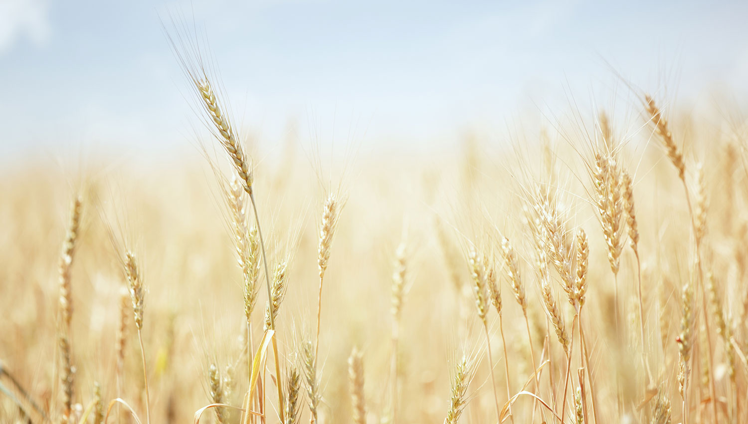 a field of wheat